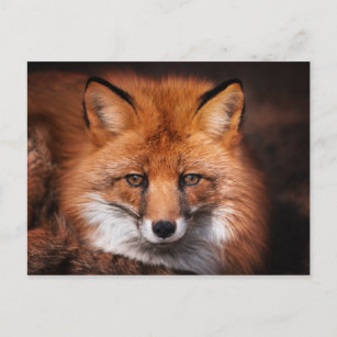 Red Fox Vild Woodland Animal Vykort