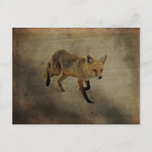 Red Fox Vixen - Island Beach State Park - NJ Vykort