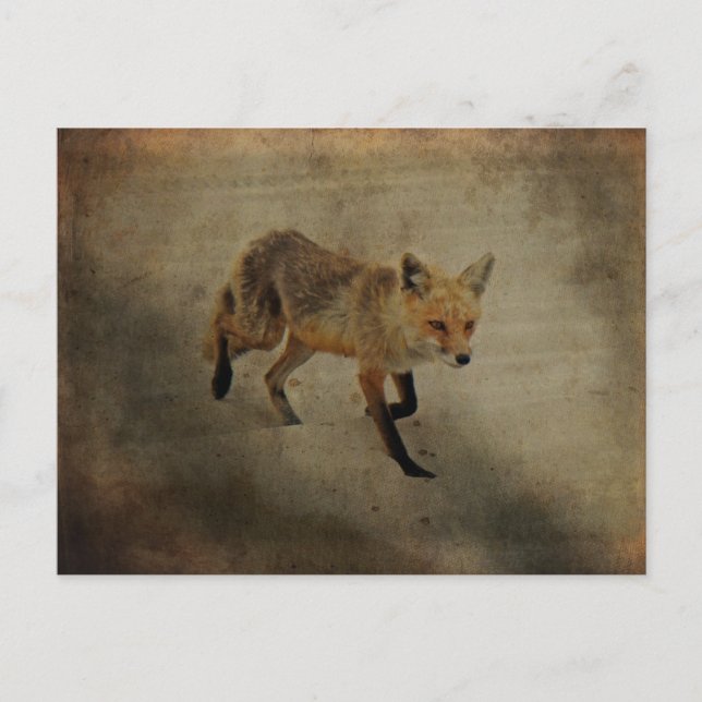 Red Fox Vixen - Island Beach State Park - NJ Vykort (Framsida)