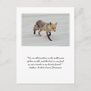Red Fox Vixen - Island Beach State Park - NJ Vykort