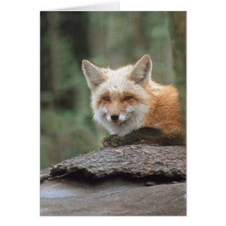 Red Fox (vulpes vulpes) Hälsningskort