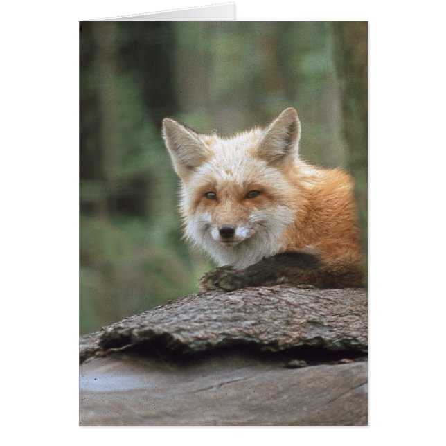 Red Fox (vulpes vulpes) Hälsningskort (Framsidan)