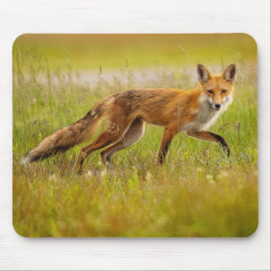 Red Fox-Vuxen Musmatta
