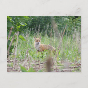 Red Fox Vykort