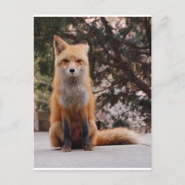 Red Fox Vykort (Framsida)