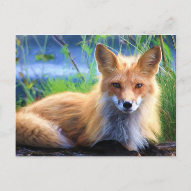 Red Fox Vykort (Framsida)