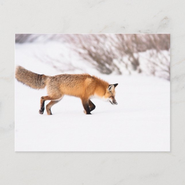 Red Fox Vykort (Framsida)