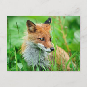Red Fox Vykort
