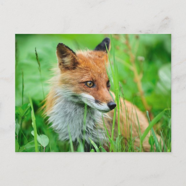 Red Fox Vykort (Framsida)
