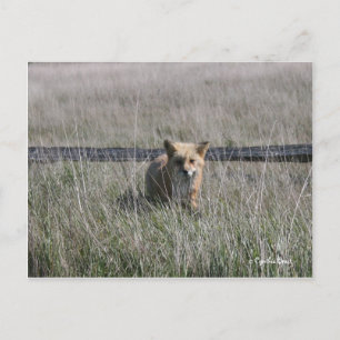 Red Fox Vykort