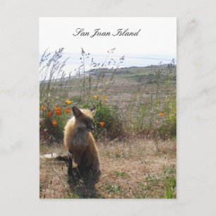 Red Fox Vykort