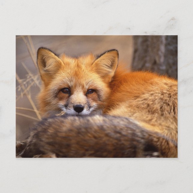 Red Fox Vykort (Framsida)