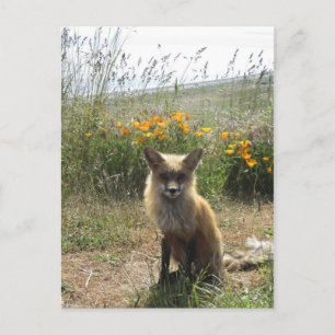 Red Fox Vykort