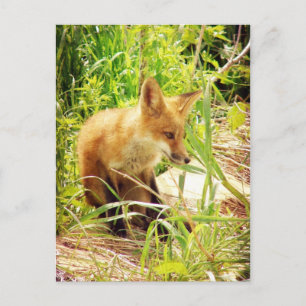 Red Fox Vykort