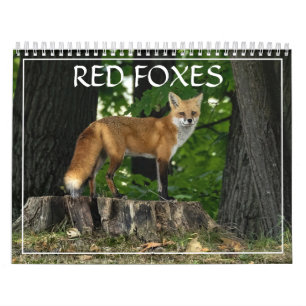 Red Foxes Calendar Kalender