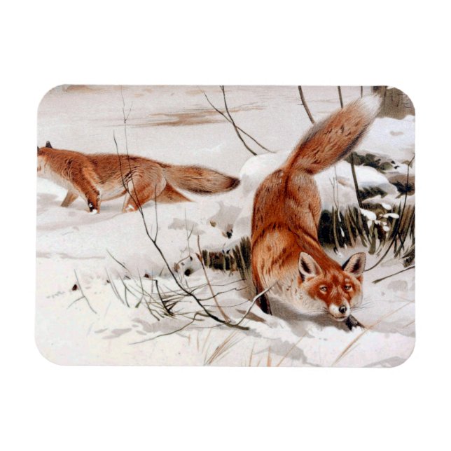 Red Foxes in the Winter Snow (by Wilhelm Kuhnert) Magnet (Horisontell)
