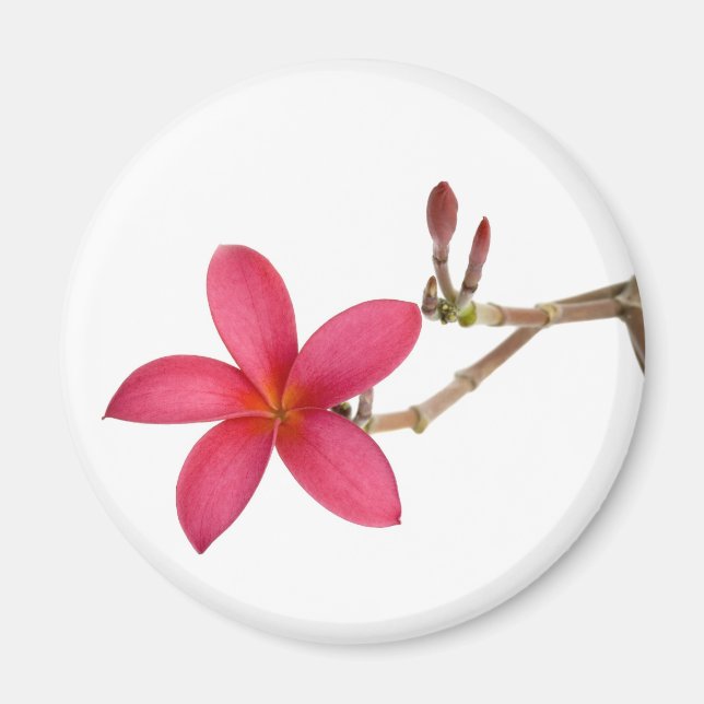 Red Frangipani-blomman Magnet (Framsidan)