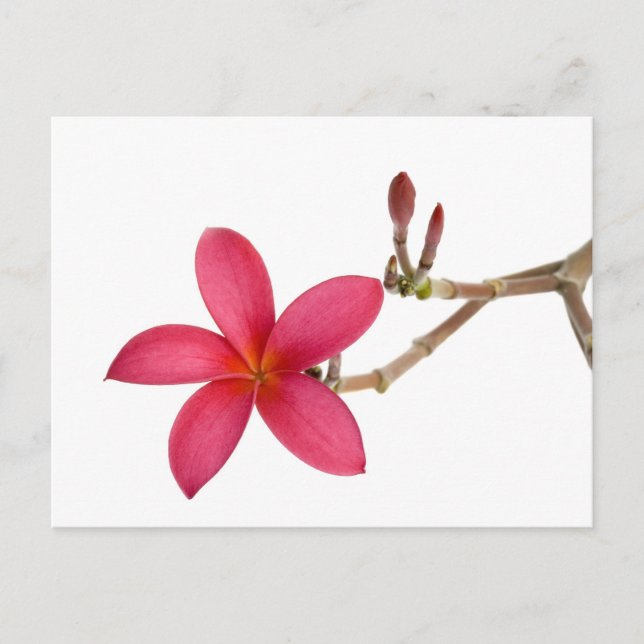 Red Frangipani-blomman Vykort (Framsida)