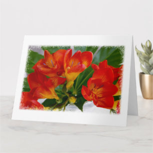 Red freesia kort