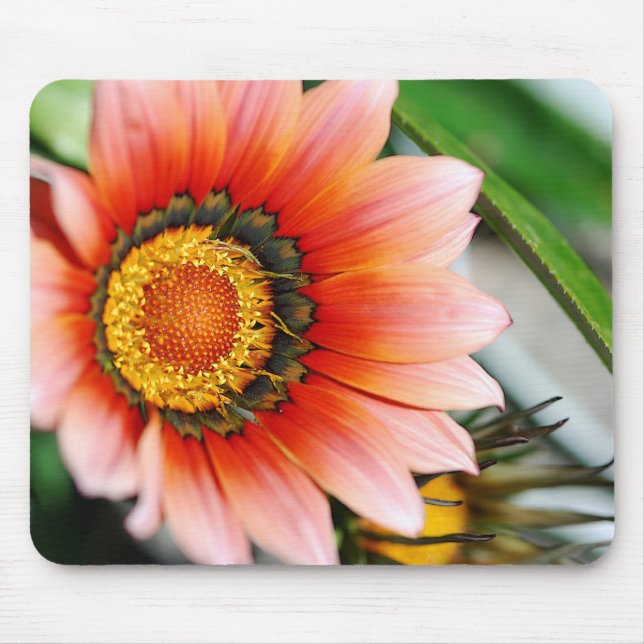Red Gazania Musmatta (Framsidan)