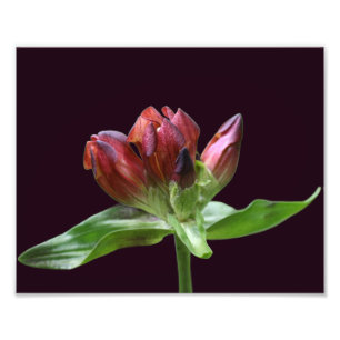Red Gentian Flower in Bloom Close up 8x10 Fototryck