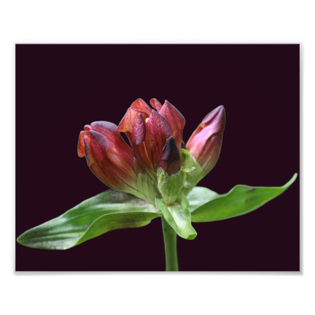 Red Gentian Flower in Bloom Close up 8x10 Fototryck (Framsidan)
