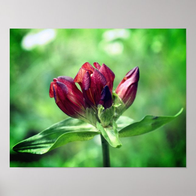 Red Gentian Flower in Bloom Close Up Poster (Framsidan)