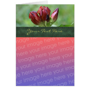 Red Gentian Flower Photo Card Hälsningskort