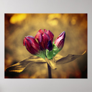 Red Gentian Flower Sepia Partial Färg Poster