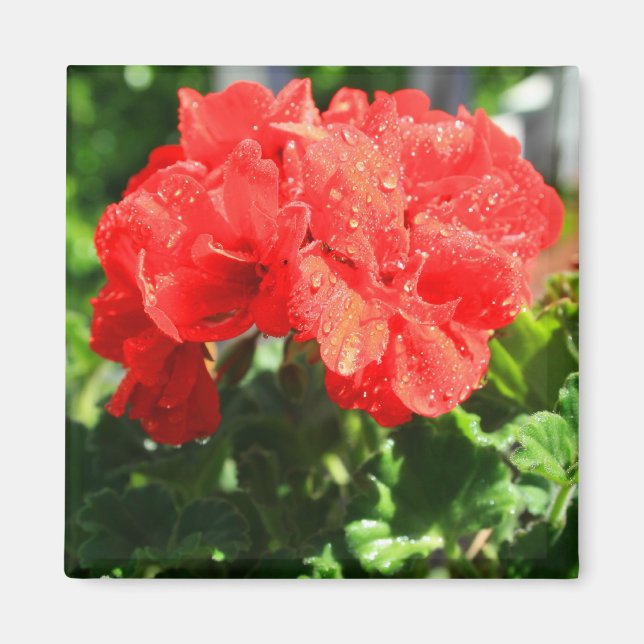 Red Geranium Flower Magnet (Framsidan)