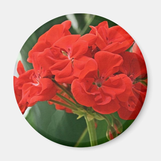 Red Geranium Magnet (Framsidan)