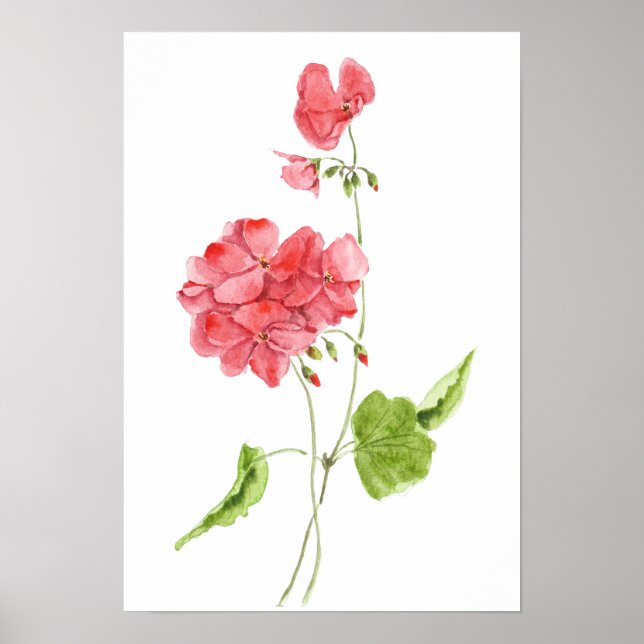 red geranium watercolour flowers  poster (Framsidan)