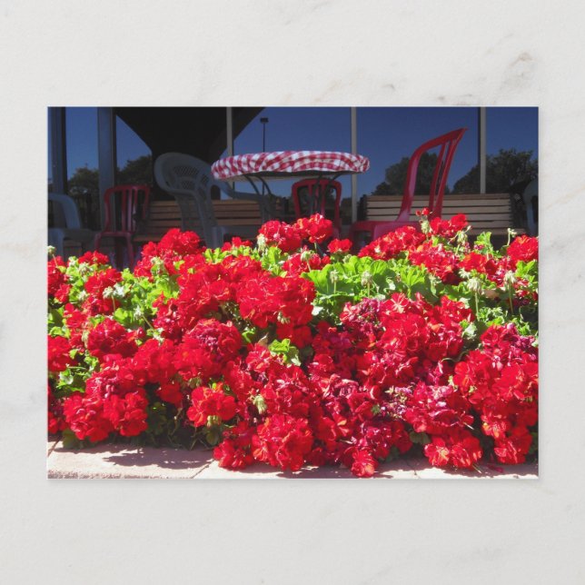 Red Geraniums Cafe Postcard Vykort (Framsida)