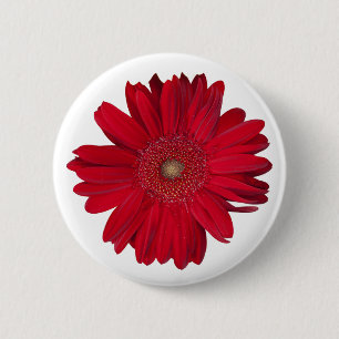 Red Gerber Daisy Close Photographic Knapp