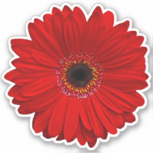 Red Gerber Daisy Flower Kiss-Clicker-Clicker Klistermärken