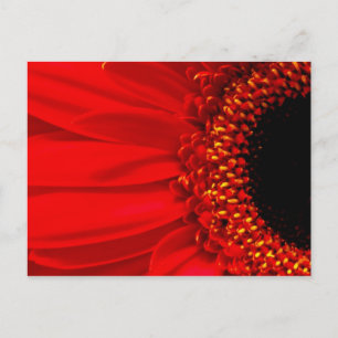 Red Gerber Daisy Vykort