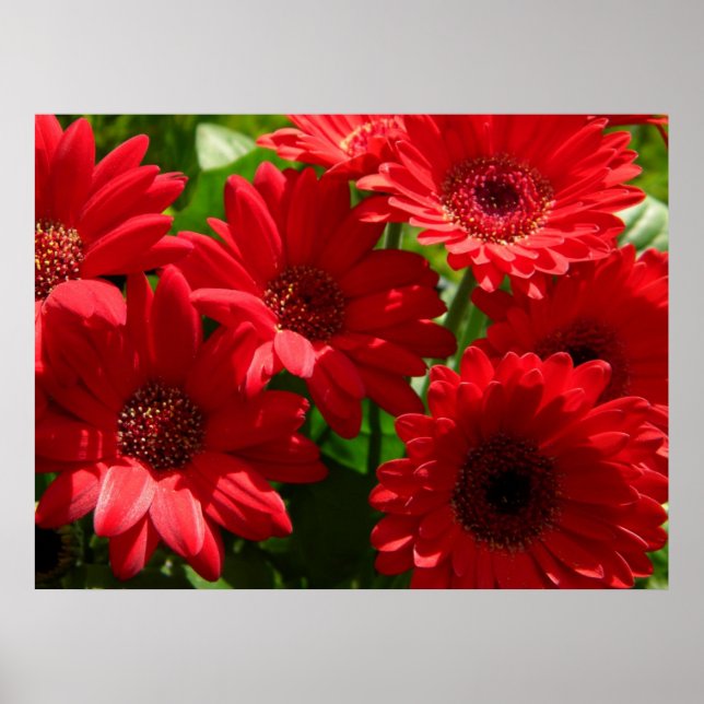Red Gerber Daisys 2012 5a Poster (Framsidan)