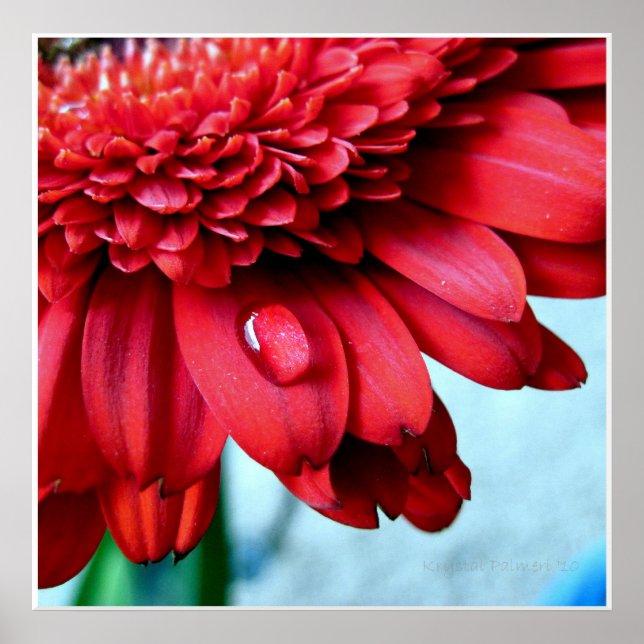 Red Gerber Poster (Framsidan)