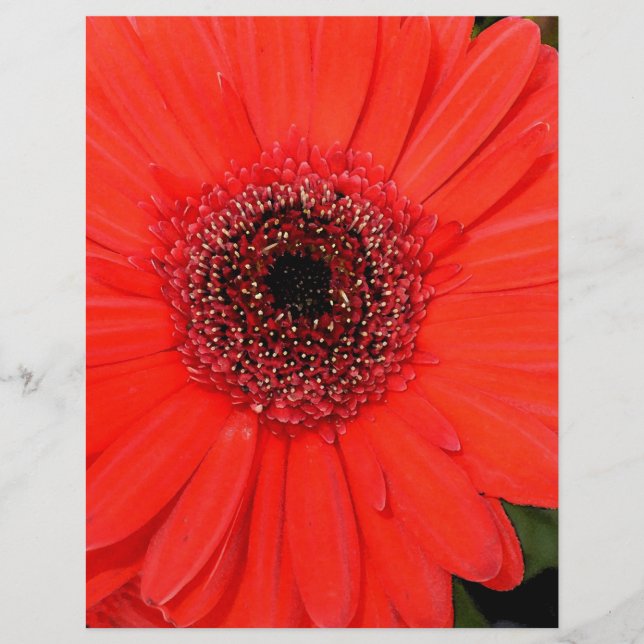 Red Gerbera (Framsida)