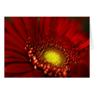 Red Gerbera Daisy Hälsningskort