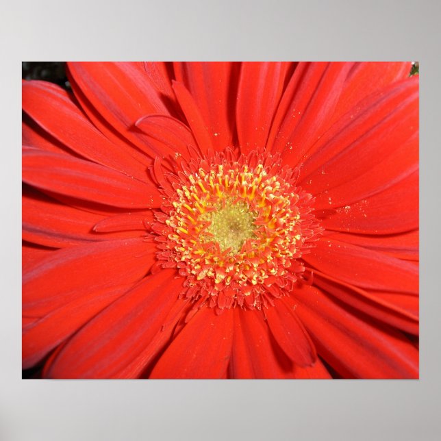 Red Gerbera Daisy Poster (Framsidan)