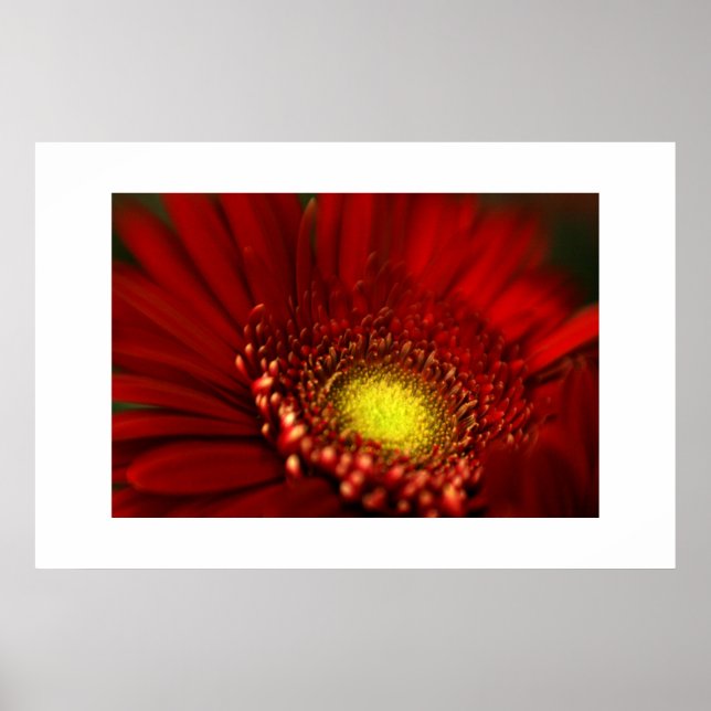 Red Gerbera Daisy Poster (Framsidan)