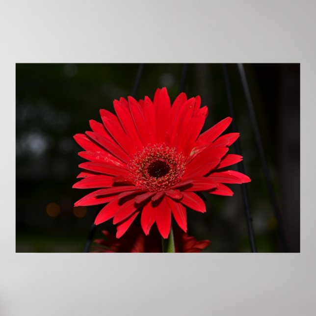 Red Gerbera Daisy Poster (Framsidan)