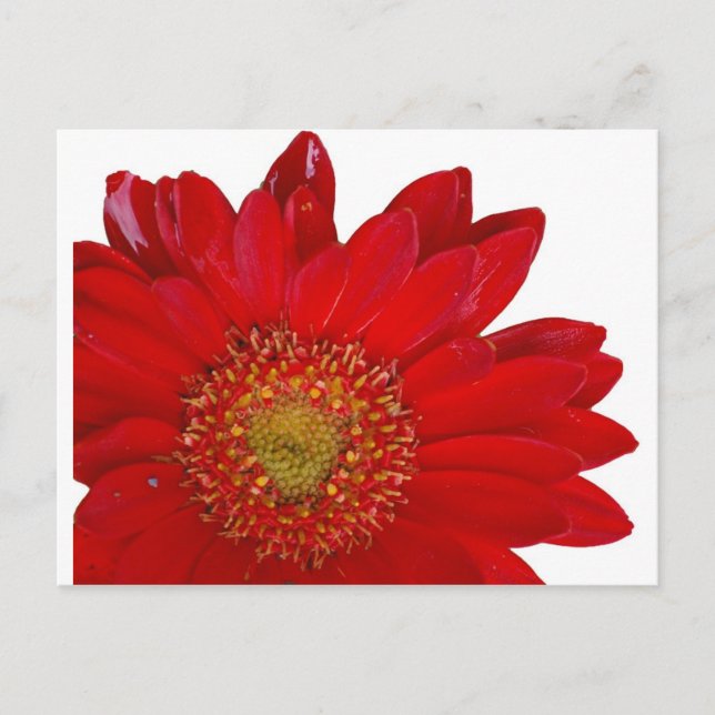 Red Gerbera Daisy Vykort (Framsida)