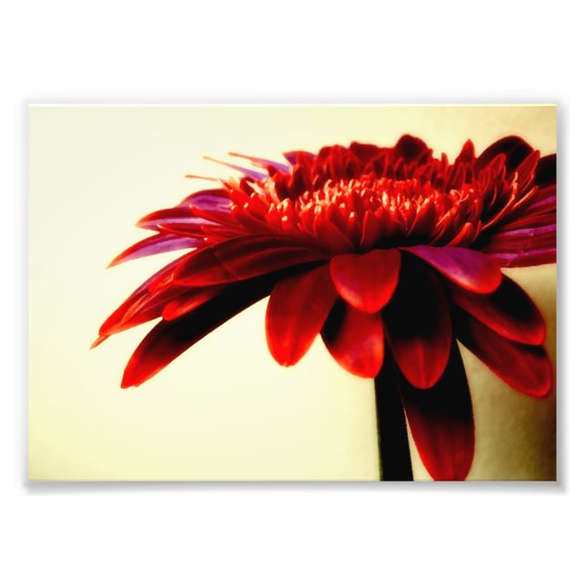 Red Gerbera Flower Photo Print Fototryck (Framsidan)