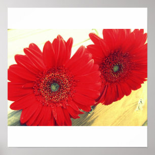 Red Gerberas Kanvastryck Poster