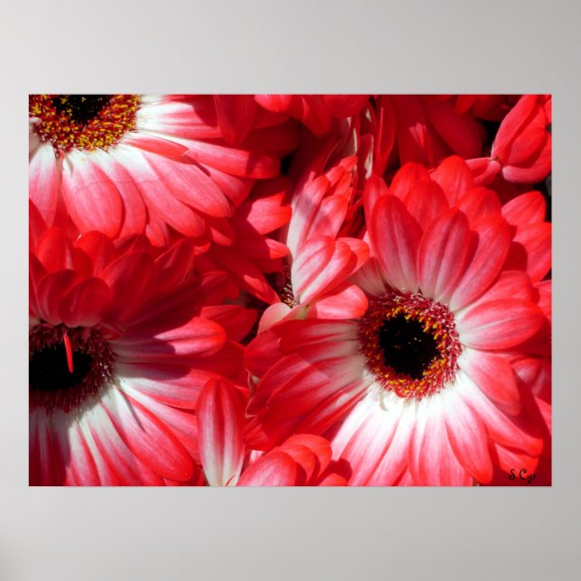 Red Gerberas Poster, S Cyr Poster (Framsidan)