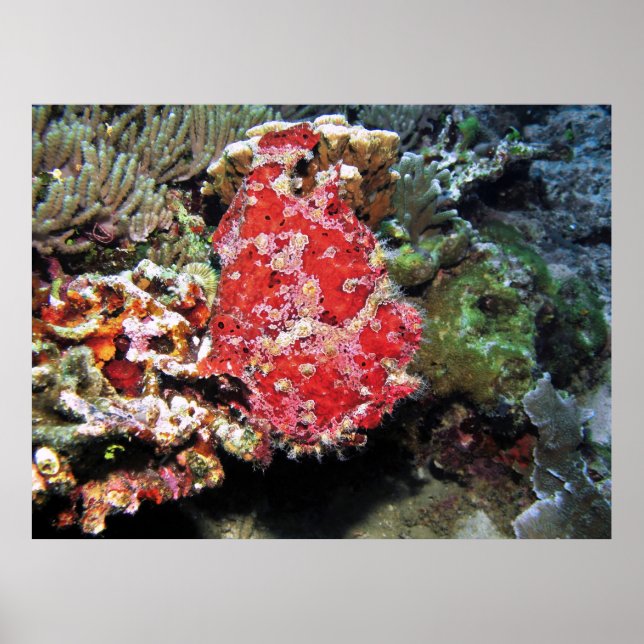 Red Giant Frogfish Poster (Framsidan)