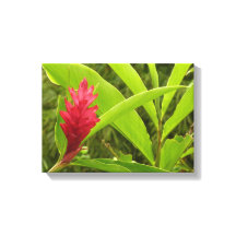 Red Ginger Flower (Alpinia) Tropical