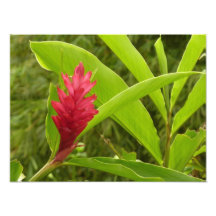 Red Ginger Flower (Alpinia) Tropical